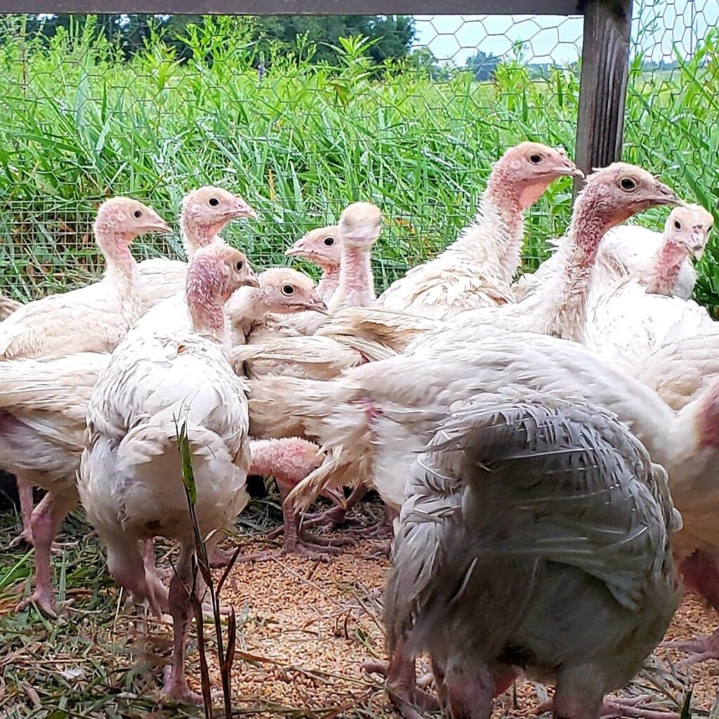 Pastured Turkeys